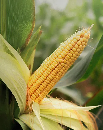 Commodities Trading